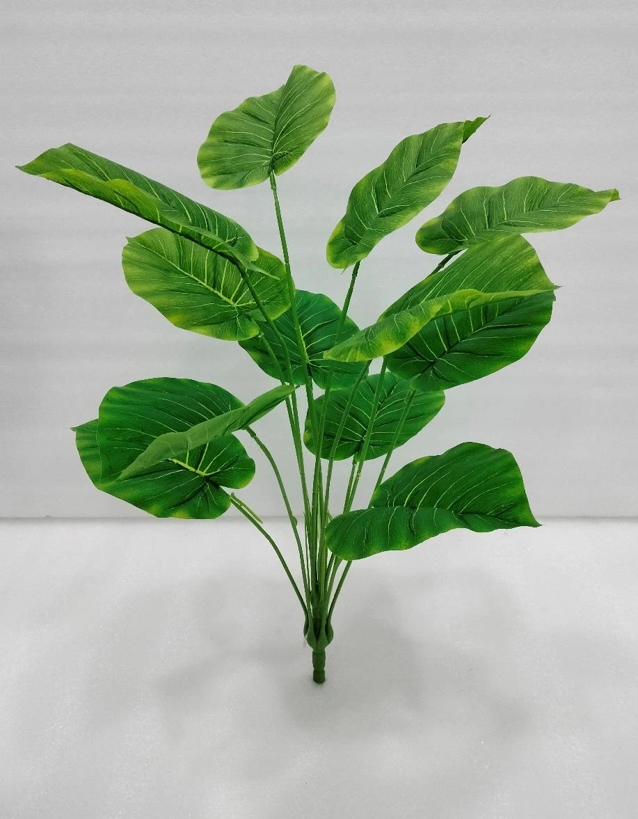 Money Plant Tree X 12